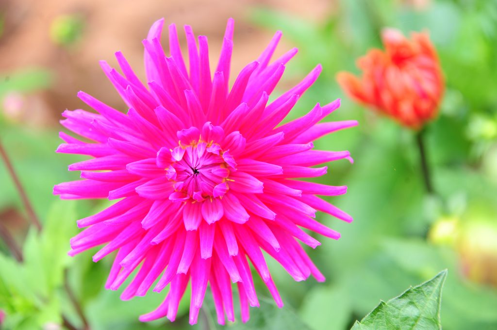 Commercial Still Life Photography